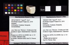 Foto (Objket + Etiketten) von Munitheites kuepperi (Fraaije et al., 2019) 